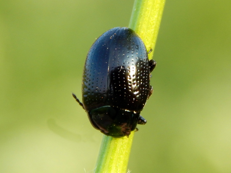 Chrysolina oricalcia, Chrysomelidae